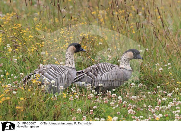 Hawaiian geese / FF-06607