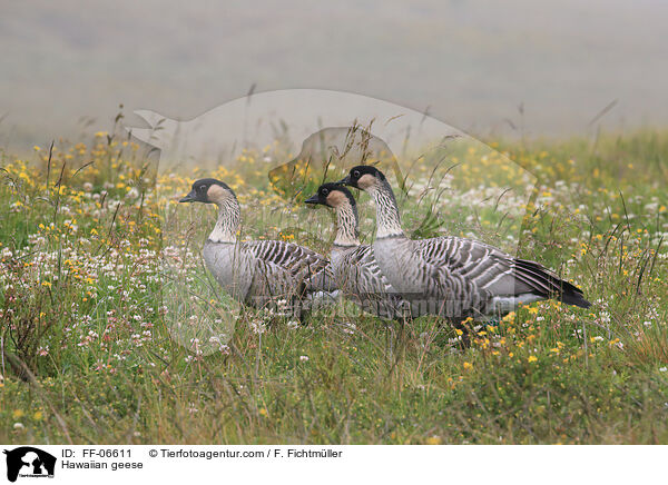 Hawaiignse / Hawaiian geese / FF-06611