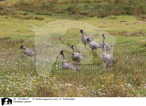 Hawaiignse / Hawaiian geese / FF-06615