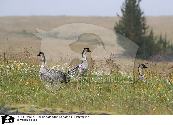 Hawaiian geese / FF-06616