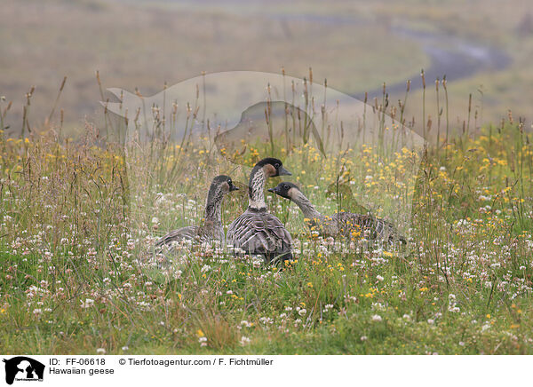 Hawaiian geese / FF-06618