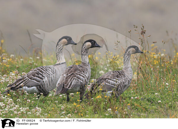 Hawaiian goose / FF-06624