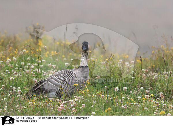 Hawaiian goose / FF-06625