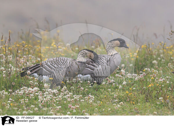 Hawaiian geese / FF-06627