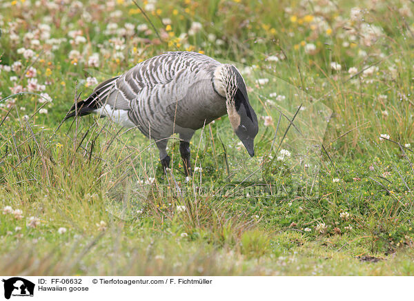 Hawaiian goose / FF-06632