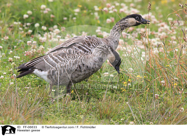 Hawaiian geese / FF-06633