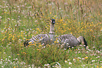 Hawaiian geese