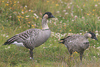 Hawaiian geese