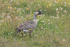 Hawaiian goose