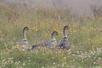 Hawaiian geese