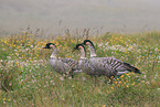 Hawaiian geese