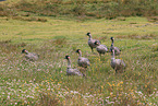 Hawaiian geese