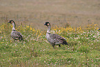 Hawaiian geese