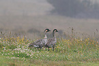 Hawaiian geese