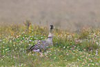 Hawaiian goose