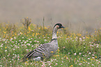 Hawaiian goose