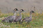 Hawaiian goose