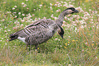 Hawaiian geese