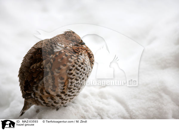 Haselhuhn / hazel grouse / MAZ-03593