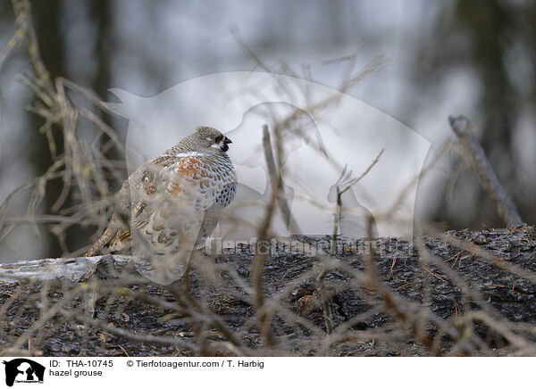 hazel grouse / THA-10745