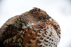 hazel grouse