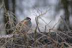 hazel grouse