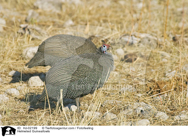 Helmperlhhner / Helmeted Guineafowls / HJ-02199