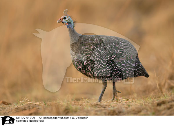 helmeted guineafowl / DV-01906