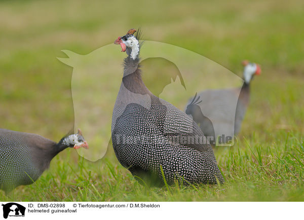 Helmperlhuhn / helmeted guineafowl / DMS-02898