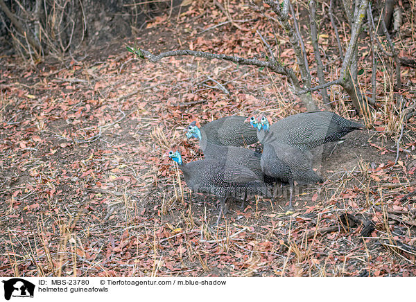 helmeted guineafowls / MBS-23780