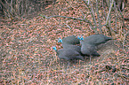 helmeted guineafowls