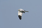 flying marsh hawk