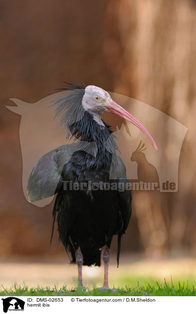 Waldrapp / hermit ibis / DMS-02653