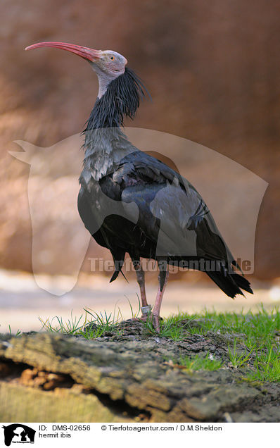 Waldrapp / hermit ibis / DMS-02656