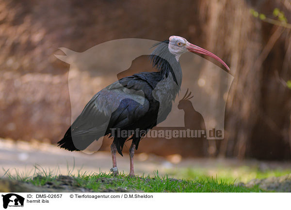hermit ibis / DMS-02657