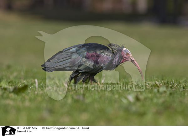 Waldrapp / hermit ibis / AT-01507