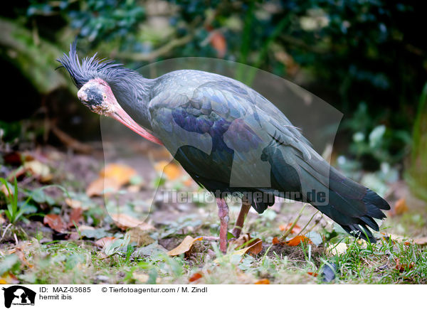 Waldrapp / hermit ibis / MAZ-03685