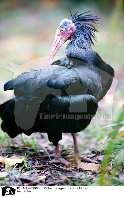 Waldrapp / hermit ibis / MAZ-03686