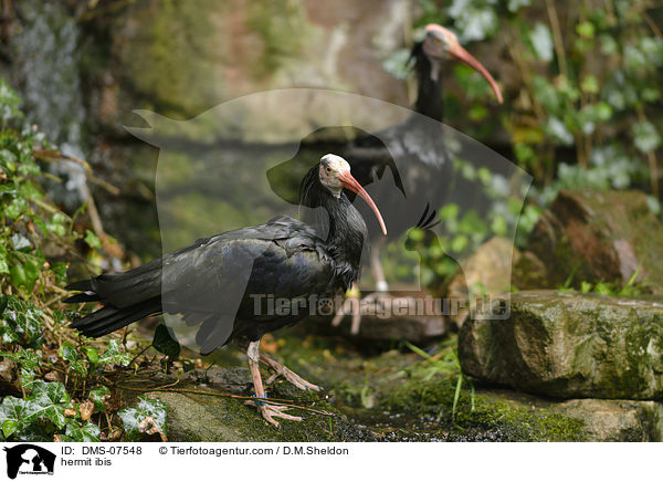hermit ibis / DMS-07548