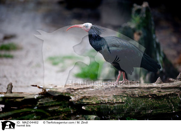 Waldrapp / hermit ibis / MAZ-04462