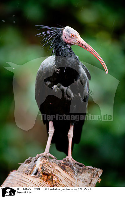 hermit ibis / MAZ-05339