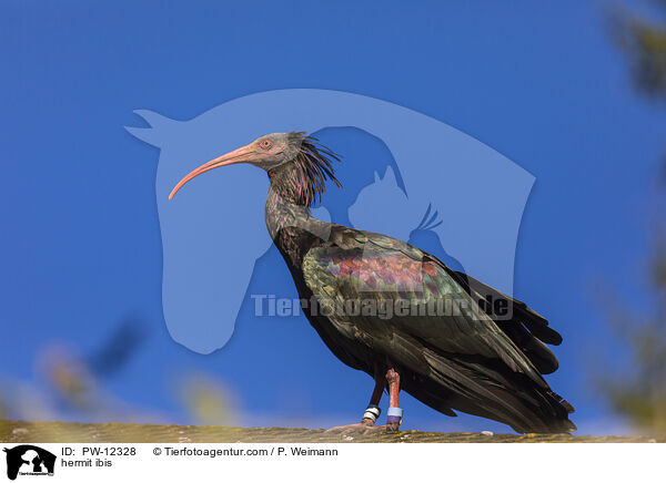 hermit ibis / PW-12328
