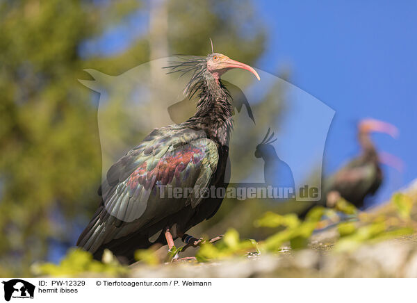 Waldrappe / hermit ibises / PW-12329