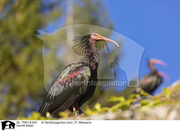 hermit ibises / PW-12330