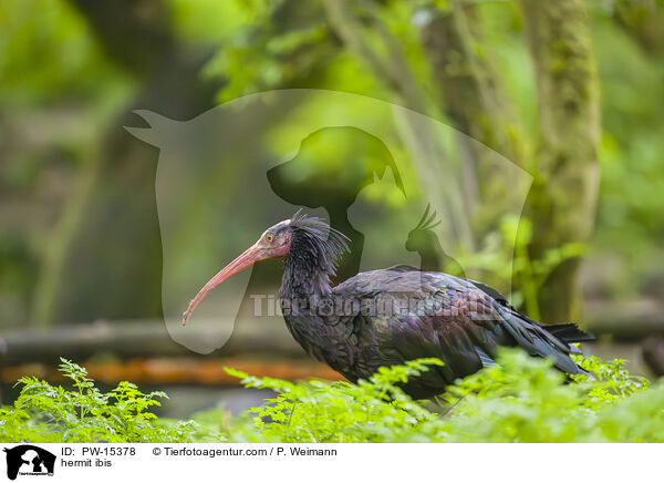 Waldrapp / hermit ibis / PW-15378