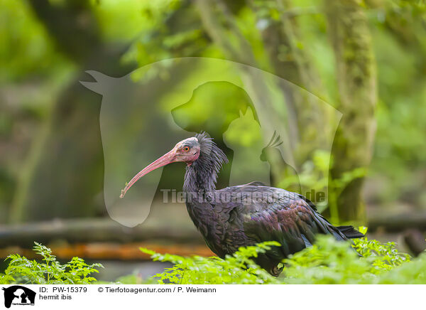 hermit ibis / PW-15379
