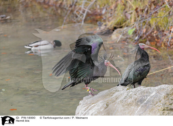 Waldrapp / Hermit ibis / PW-18990