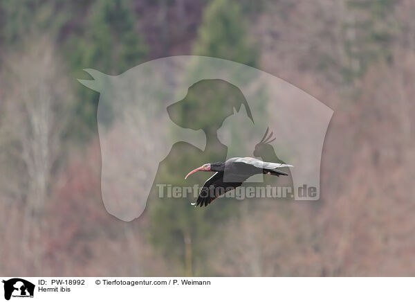 Waldrapp / Hermit ibis / PW-18992