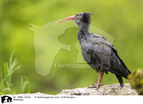 Waldrapp / Waldrapp / DMS-14440