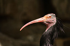 hermit ibis